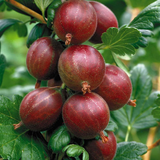 Hinnonmaki Red Gooseberry Starter Plant - Zone 3-8 Hardy, Superfood Berries, Disease Resistant, Ready to Plant, Sweet-Tart Fruit Bush