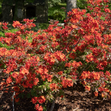Fireball Azalea Rhododendron | Well-Rooted Starter Plant | Deciduous Shrub | Red Blooms | Outdoor Landscape Plant