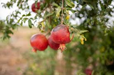 4 Wonderful Pomegranate Unrooted Cuttings 6-8" from Mature Plant, Punica Granatum, Fruit Tree Cuttings, Perfect for Rooting & Propagation