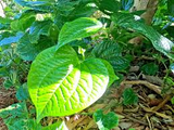 12 Piper Sarmentosum Bareroot Cuttings, Wild Betel Leaf, Thai Herb, Piper Betel, Herb Culinary Plant, Easy to Grow, Rooting Cuttings