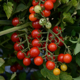 Alaska Grown Cherry Tomato Seeds - 25 Count - Indeterminate Variety - Cold Tolerant - Open Pollinated