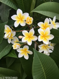 1 Yellow Plumeria Fresh Starter Cutting 10" Unrooted | Plumeria Rubra, Tropical Flowering Plant, Fragrant Yellow Flowers, Easy to Grow