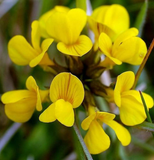 500 Birds Foot Trefoil Seeds | Lotus corniculatus | Non-GMO Ground Cover Wildflower | Fast-Growing for Meadows & Pollinator Gardens