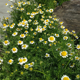 Chamaemelum nobile Seeds - 100 Count - Roman Chamomile - Perennial Ground Cover