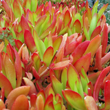 3 Crassula capitella Campfire Succulent Cuttings - Unrooted, Red and Green, Jade Plant, Succulent Cactus, Home Decor, Gardening Gift