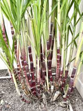 1 Rooted Sugarcane Plant 8" - Sweet Juicy Cutting, Ready to Plant, Saccharum officinarum, Perfect for Garden, Fresh Sugarcane, Easy to Grow