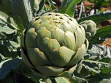100+ Exotic Globe Artichoke Seeds for Planting | Rare Heirloom Vegetable | Grow Edible Perennial Plants for Garden or Raised Beds