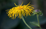 Inula magnifica Seeds (20) | Giant Elecampane Fleabane | Dramatic Garden Perennial | Alaska Grown
