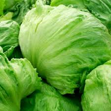 700 Seeds Iceberg Batavian Lettuce – Lactuca sativa | Heirloom Heading Lettuce Seeds for Planting & Crisp, Fresh Harvests