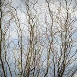 Corkscrew Willow Cuttings - 10 Live Cuttings, Salix matsudana 'Tortuosa', USDA Zones 3-10