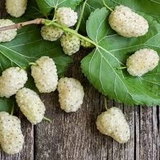 1 White Mulberry Tree - Morus alba | 1–2 ft Live Bare Root Tree | Fast-Growing Fruit Tree for Edible & Wildlife Gardens