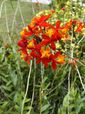 5 Rooted Cuttings Epidendrum Radicans - Ground Orchid, Fire Star Orchid - Live Plants for Sale
