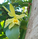 Vanilla Planifolia Cuttings - 12" Fresh Orchid Vine, Grow Your Own Vanilla Beans, Fast-Growing Tropical, Trellis Needed, On Sale Now!
