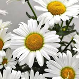 1,000 Shasta Daisy Seeds | Leucanthemum × superbum | White Perennial Flowers for Borders & Pollinator Gardens | Easy to Grow