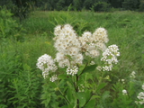 White Meadowsweet - 5 Starter Plugs Seedlings, Spiraea alba, Native Perennial