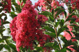 Pink Crape Myrtle (Lagerstroemia indica) 10 Live Clippings | Organic Wild Grown | Butterfly Magnet | Easy to Root