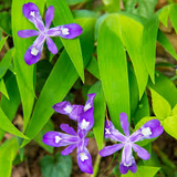 10 Crested Dwarf Iris Plants - Iris cristata | Bare Root Wildflower | Native Perennial for Shade & Woodland Gardens