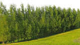 Austree Hybrid Willow Cuttings - 5 Pack - Fastest Growing Tree - Privacy Screen - 15ft/Year - Oxygen Producer - Zones 4-9