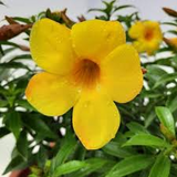 Golden Trumpet Vine Plants, Allamanda cathartica, 4 Rooted Live Plants, Tropical Flowering Vine, USDA Zones 10-11