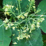 10 Stone Root Plants - Collinsonia canadensis | Bare Root Native Wildflower | Perennial for Shade & Woodland Gardens