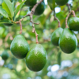 Choquette Avocado Grafting Cuttings, Persea americana, Florida Variety, Large Fruit, USDA Zones 9-11, 3 Live Scions