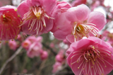 Pink Japanese Flowering Apricot, Prunus mume 'Rosebud', Bonsai Starter Plant, Fragrant Semi-Double Blooms, 2.2" Pot