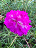 Portulaca Grandiflora Irin 5 Unrooted Cuttings 5" Rare Color Moss Rose Purslane Succulent