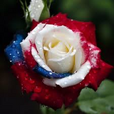 20 Three-Color Rose Seeds – Unique Red, White & Blue Blooms – Heirloom, Non-GMO – Rare Garden Flower – Stunning, Easy to Grow