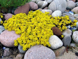 5 Ground Cover Golden Creeping Sedum, Yellow Perennial, Sedum acre, Drought Tolerant, Low Maintenance, Bare Root Plants for Garden