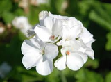 1 Well Rooted 4" Geranium ‘Patriot White’ Live Plant Bright Crystal White Zonal Geranium (Pelargonium) Hardy Flowering Plant for Garden & Pots