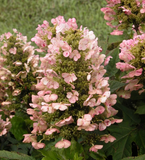 Hydrangea quercifolia Munchkin, 6 Rooted Cuttings, Oakleaf Hydrangea, Pink-White Blooms, USDA Zones 5-9