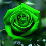 20 Seeds Scottish Green Rose - Rare Heirloom Variety - Unique Deep Green Blooms - Garden Flower Seeds - Exotic Perennial Rose