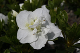 Hardy Gardenia Azalea Rhododendron - Deciduous Starter Plant with Double White Blooms