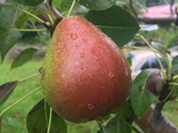 3 Moonglow Pear Tree Scions, Unrooted Cuttings 6-10 Inches for Grafting & Rooting – Pyrus communis, Sweet Edible Pear, Fruit Tree