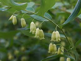 10 True Solomon’s Seal Plants - Bare Root Polygonatum biflorum | Shade Perennial | Native Woodland Wildflower