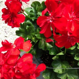 Ivy Geranium 'Mountie Red' - 8 Unrooted Cuttings for Propagation