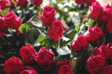 3 Unrooted Cuttings of Cherry Red Color Rose - Easy to Root, 7 Inch, Beautiful Blooms, Garden Roses, Perfect for Propagation, Rosaceae
