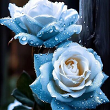 20 Broken Ice Blue Rose Seeds - Rare Heirloom Variety - Unique Frosted Blooms - Fragrant Perennial - Easy to Grow