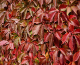Virginia Creeper Vine Cuttings, Parthenocissus quinquefolia, 12 Rooted Clippings, Native Climbing Vine, USDA Zones 3-9