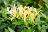 Japanese Honeysuckle Cuttings, Lonicera japonica, 10 Live Vine Clippings, Fragrant Flowers, USDA Zones 4-9