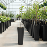 Tree Growing Containers - Treepots (Tall)