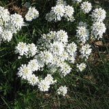Snowsurfer™ Candytuft