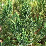 Blue Point Juniper