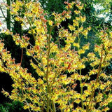 Arnold Promise Witch Hazel