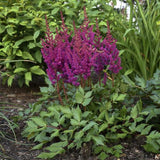 Vision in Red Chinese Astilbe