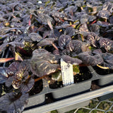 Black Scallop Bugleweed