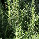 Arp Rosemary