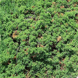 Japanese Garden Juniper