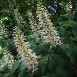 Buckeye Bottlebrush
