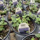 Cat's Pajamas Catmint